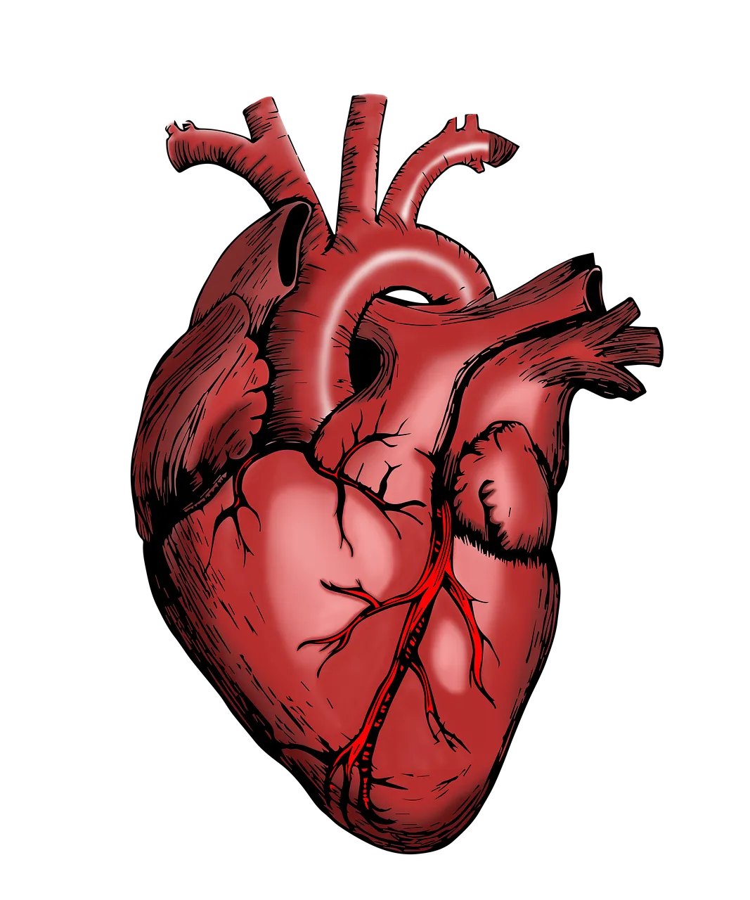Cardiology